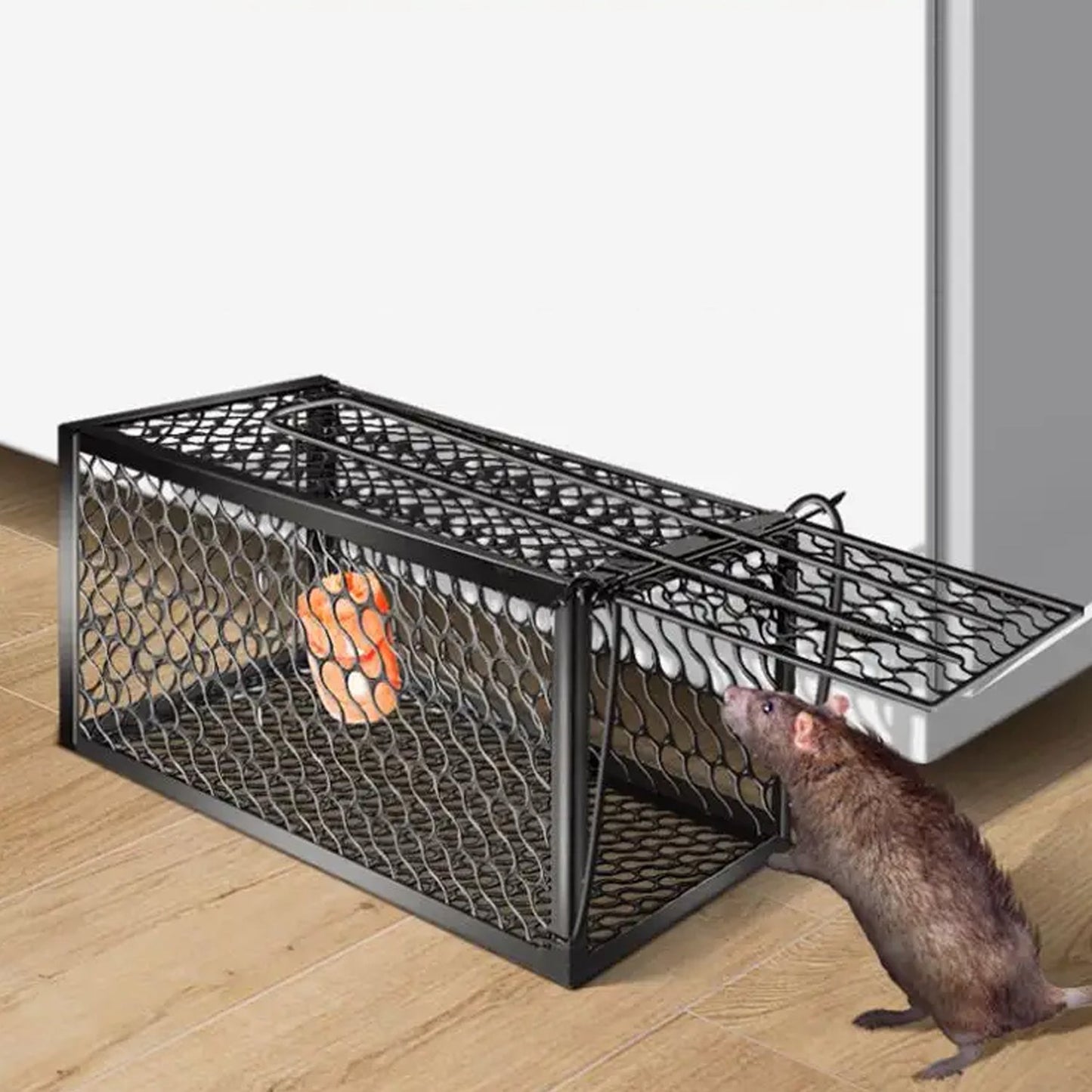 Humane live catch trap: black wire mesh cage with animal at the entrance