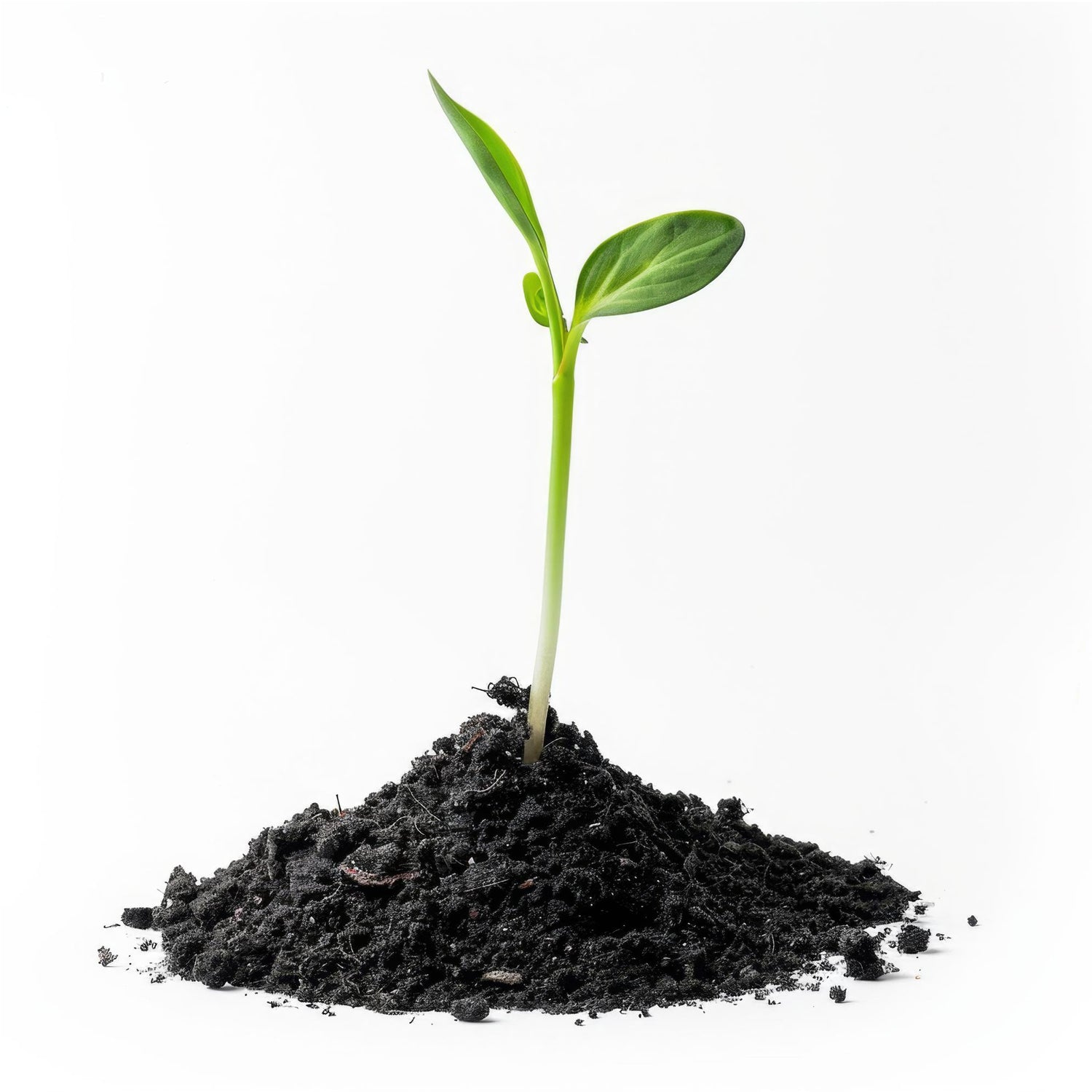 Organic Vermicompost Fertilizer