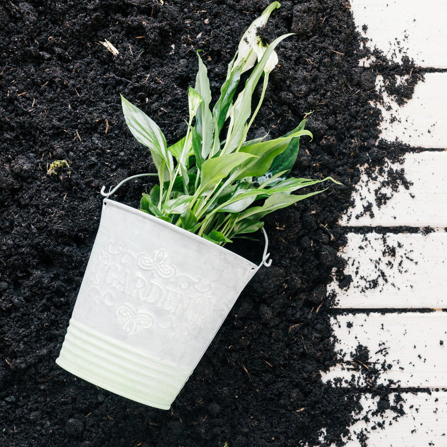 Organic Vermicompost Fertilizer