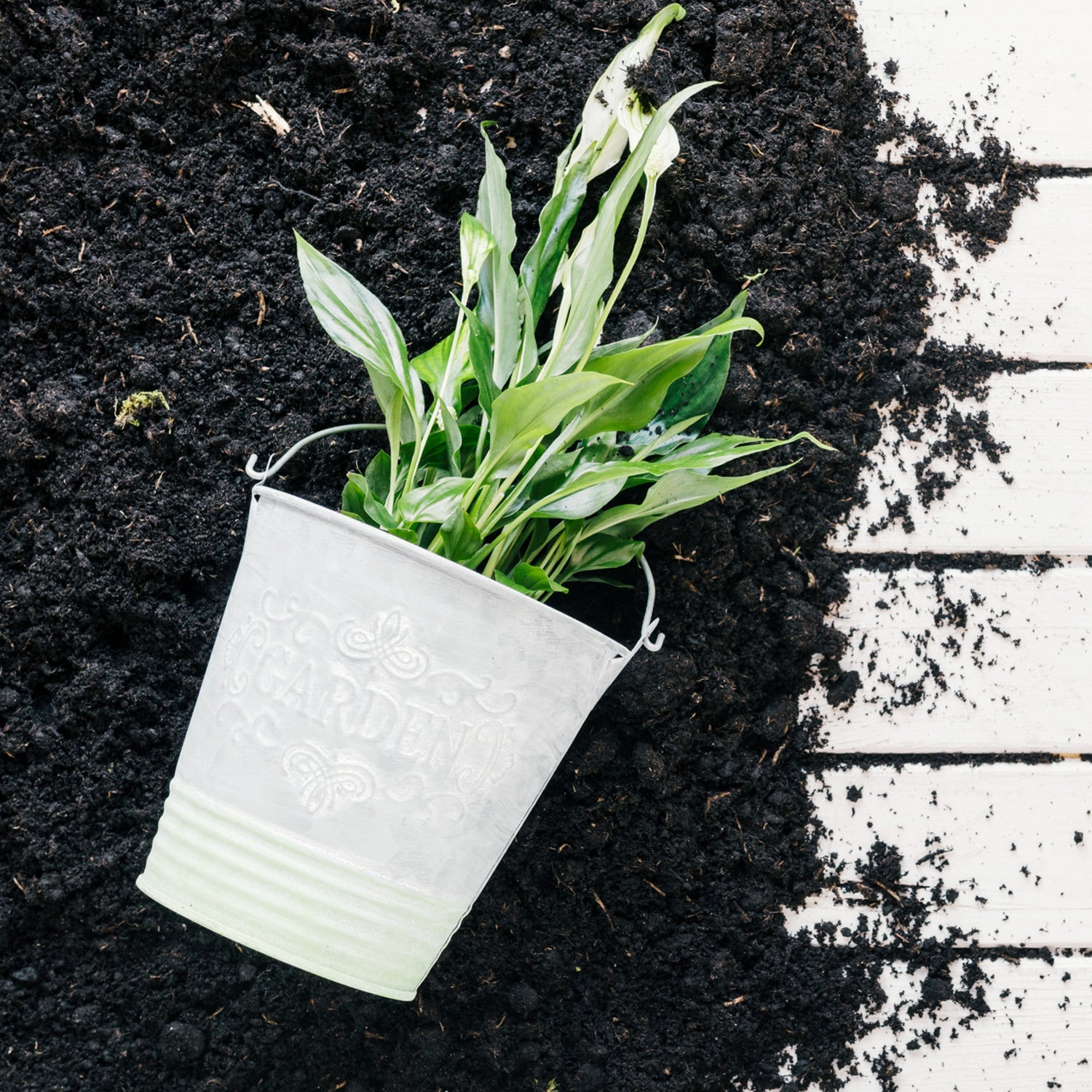 Organic Vermicompost Fertilizer