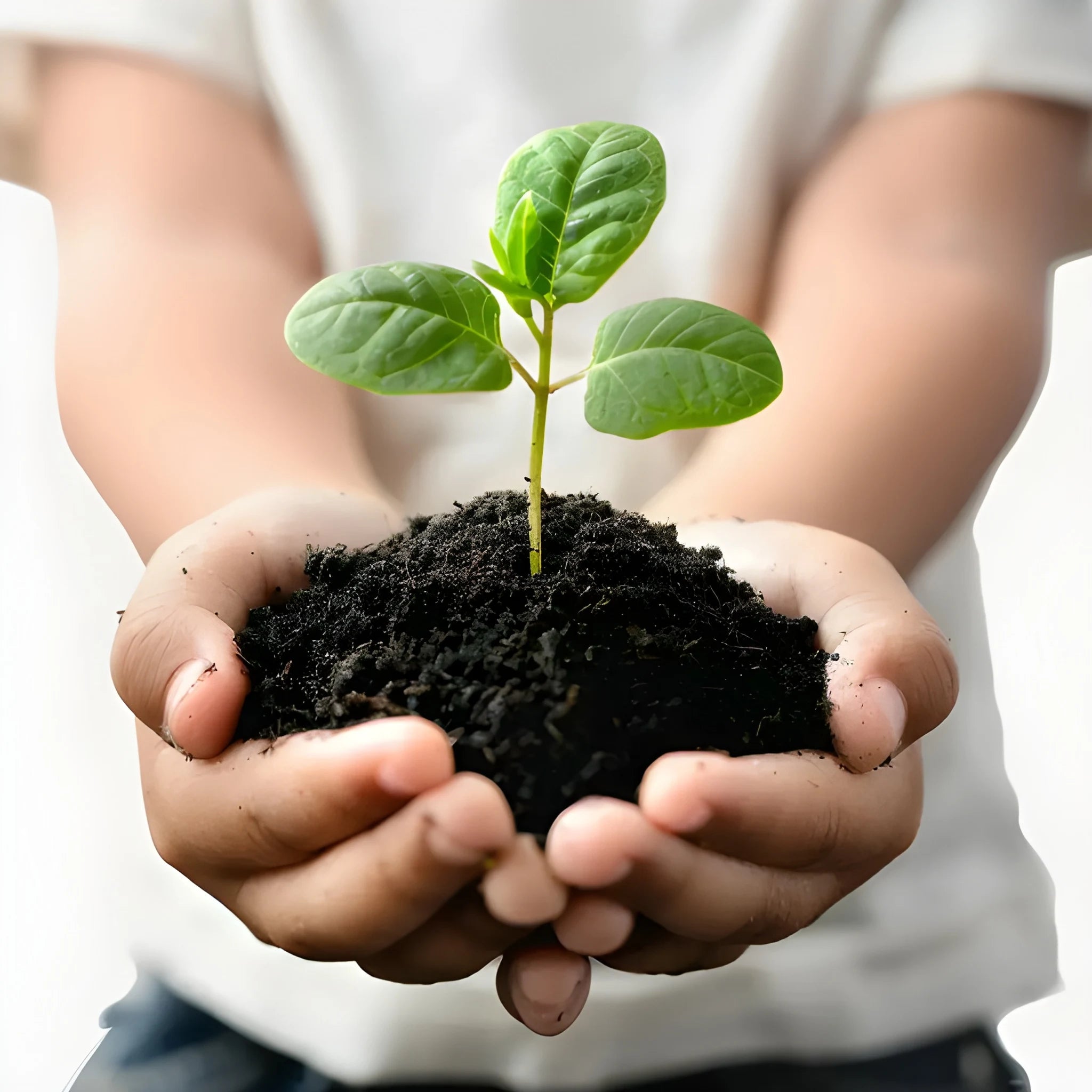 Organic vermicompost fertilizer