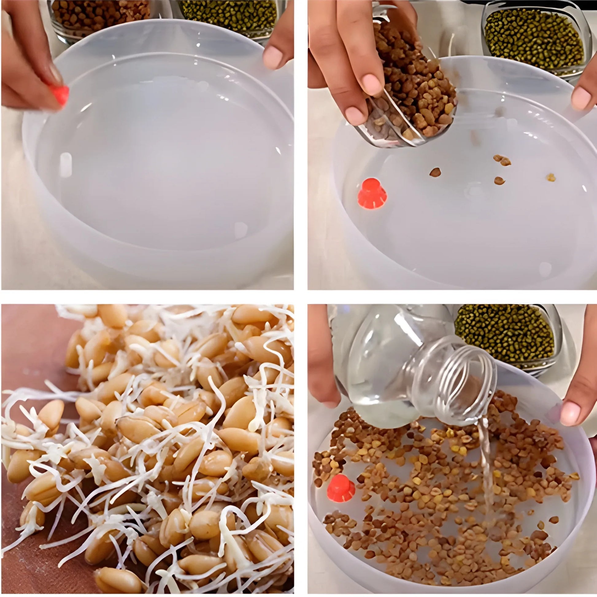 Best easy-grow sprout maker - kitchen tools & utensils | 2025 | fast shipping