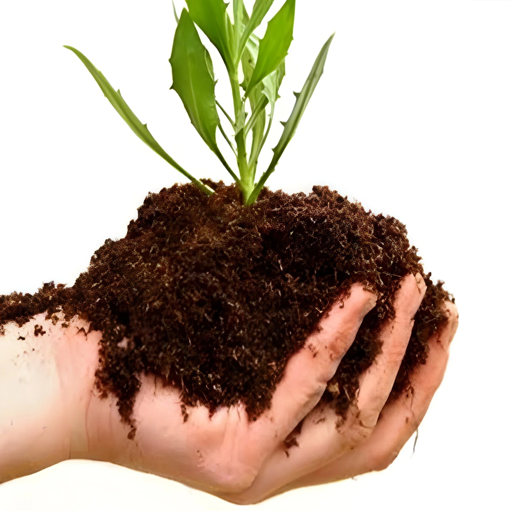 Best organic vermicompost fertilizer - compost | 2025 | fast shipping