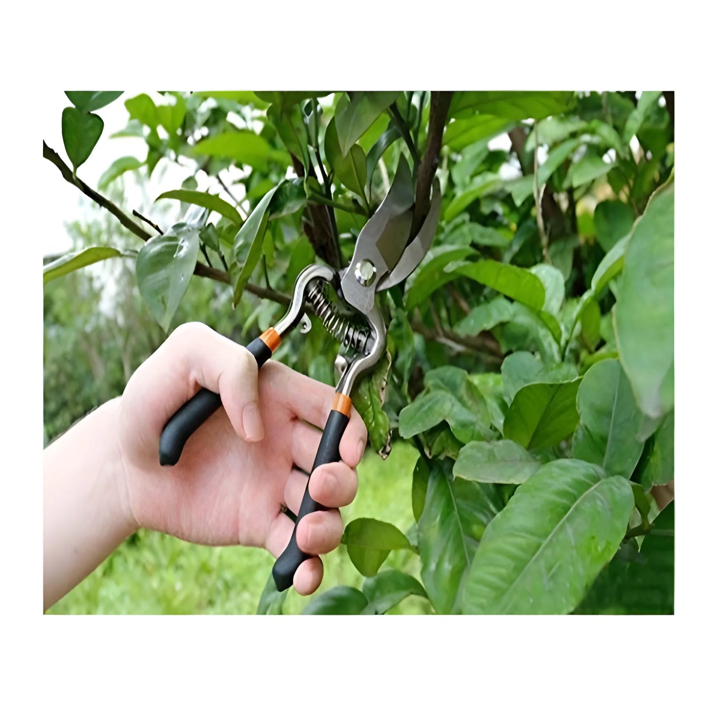 Best razor-sharp bypass pruner - pruning shears | 2025 | fast shipping