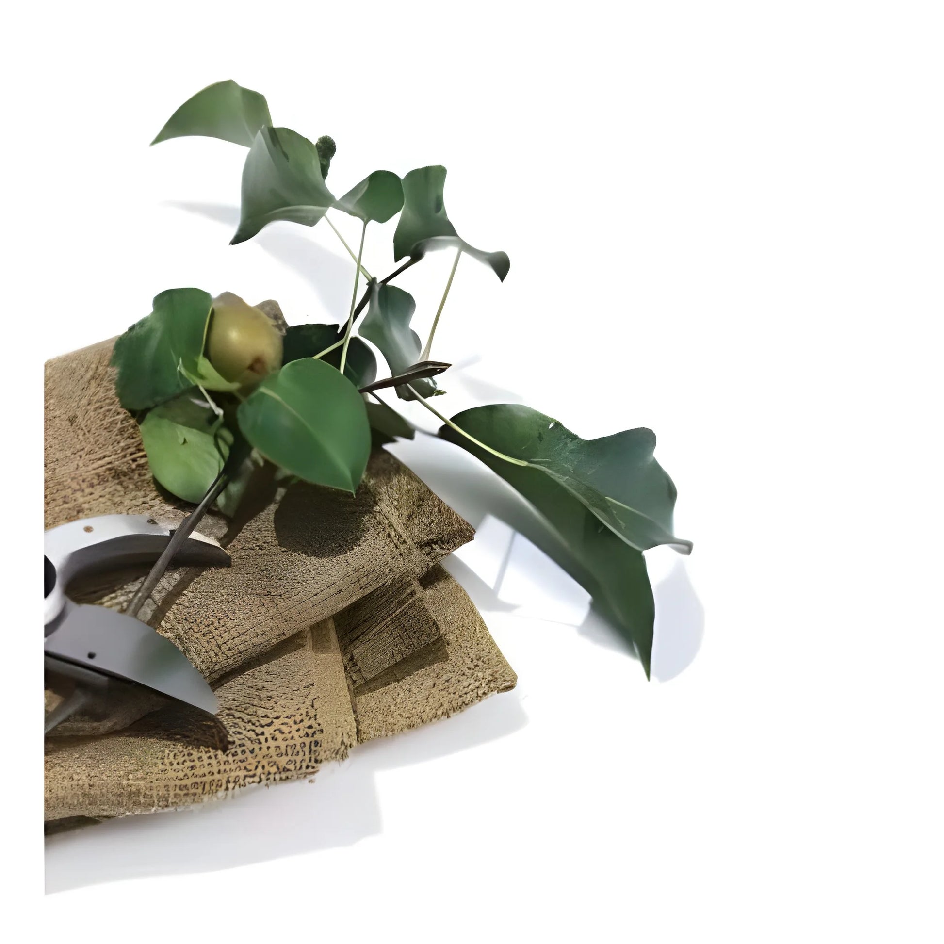 Best razor-sharp bypass pruner - pruning shears | 2025 | fast shipping